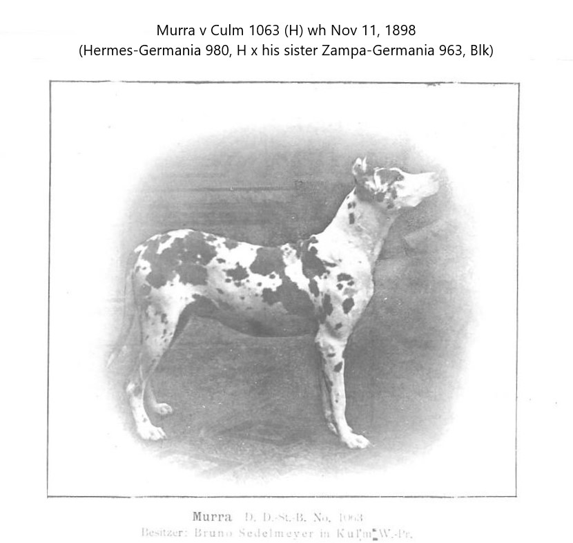 Murra-II
